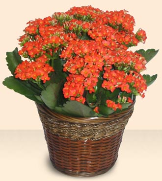  Ankara Karaaa Mah. ubuk iek servisi , ieki adresleri  Large Kalanchoe in Basket