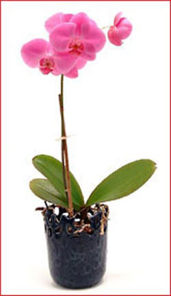  Ankara Yldrm Beyazt Mah. iek maazas , ieki adresleri  Phalaenopsis Orchid Plant