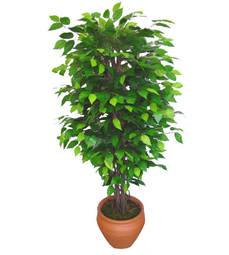 Ficus Benjamin 1,50 cm   Ankara ubuk Kapakl Mah. anneler gn iek yolla 