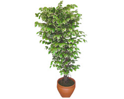 Ficus zel Starlight 1,75 cm   ubuk mamhseyin Mah. Ankara cicek , cicekci 