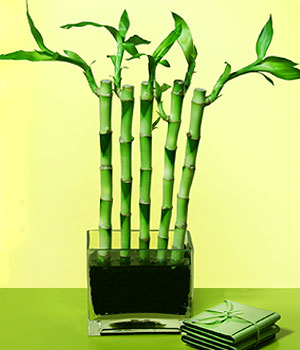  Ankara ubuk Kapakl Mah. anneler gn iek yolla  Good Harmony Lucky Bamboo camda