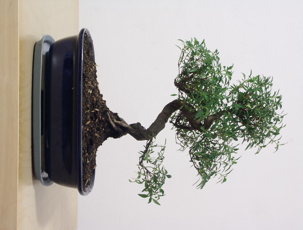 ithal bonsai saksi iegi  Ankara yldrm beyazt Mah. ubuk iek siparii