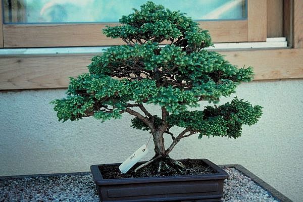 ithal bonsai saksi iegi  Ankara Cumhuriyet mah. ubuk 14 ubat sevgililer gn iek 