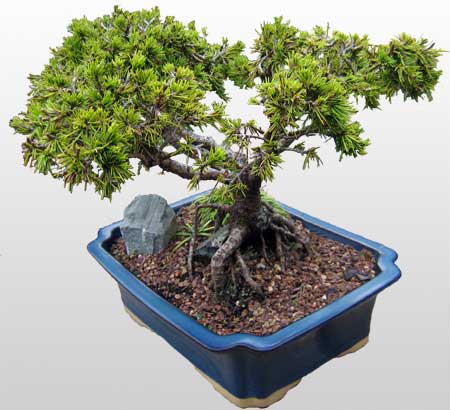 ithal bonsai saksi iegi  Ankara Esenboa Merkez Mah. ubuk Dumlupnar Mah. ieki maazas 