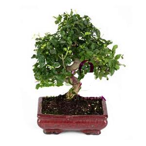 ithal bonsai saksi iegi  Ankara ubuk Kapakl Mah. anneler gn iek yolla 