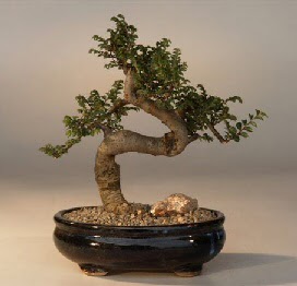 ithal bonsai saksi iegi  Ankara Cumhuriyet mah. ubuk 14 ubat sevgililer gn iek 