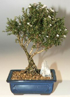  Ankara Barbaros Mah. ubuk iek , ieki , iekilik  ithal bonsai saksi iegi  Ankara Barbaros mah ubuk online iek gnderme sipari 