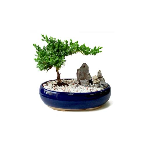 ithal bonsai saksi iegi  ubuk Atatrk mah Ankara iek gnderme