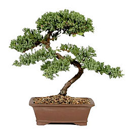 ithal bonsai saksi iegi  Ankara Akbayr Mah. ubuk iek gnder