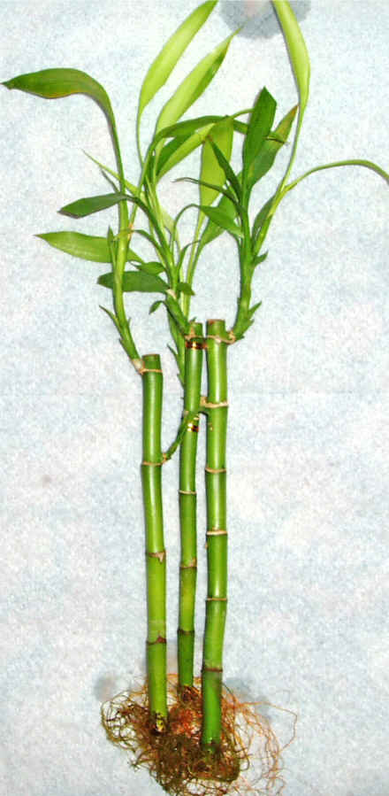 Lucky Bamboo 3 adet vazo hediye edilir   ubuk mamhseyin Mah. Ankara cicek , cicekci 