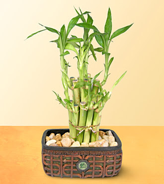 Lucky Bamboo  saksi iegi  Ankara Barbaros mah ubuk online iek gnderme sipari 