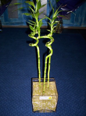 Lucky Bamboo 3 adet saksi iegi  Ankara Yavuz Selim Mah. ubuk cicekciler , cicek siparisi 