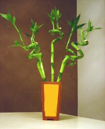 Lucky Bamboo 5 adet vazo ierisinde  Ankara ubuk Gkedere Mah. iek sat 