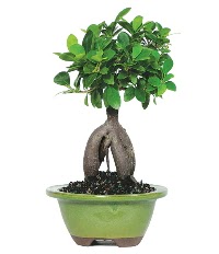 Bonsai saks iei  Ankara ubuk Fatih Mah. iek siparii sitesi 