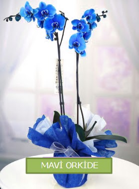 2 dall mavi orkide  Ankara ubuk Gldarp Mah. iekiler 