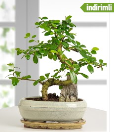 S eklinde ithal gerek bonsai japon aac  Ankara ubuk Gkedere Mah. iek sat 