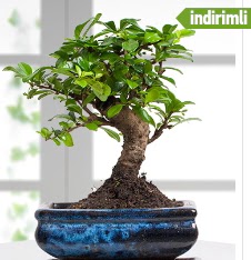 Bonsai japon aac  Ankara Atatrk Mah. ubuk iek sat 