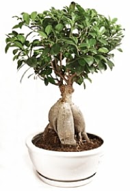 Bonsai japon aac yaprak dkmeyen  Ankara ubuk Akkuzulu Mah. iek yolla