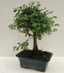 Bonsai saks bitkisi japon aac  Ankara ubuk Kapakl Mah. anneler gn iek yolla 