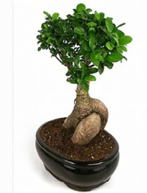 Bonsai saks bitkisi japon aac  Ankara ubuk Fatih Mah. iek siparii sitesi 