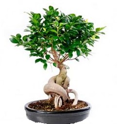 Bonsai Japon aac saks bitkisi  Ankara Cumhuriyet mah. ubuk 14 ubat sevgililer gn iek 