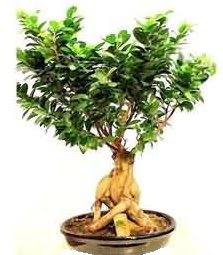 Bonsai Japon aac saks bitkisi  Ankara ubuk Fatih Mah. iek siparii sitesi 