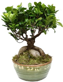 Japon aac bonsai saks bitkisi  Ankara ubuk Cumhuriyet Mah. iekiler