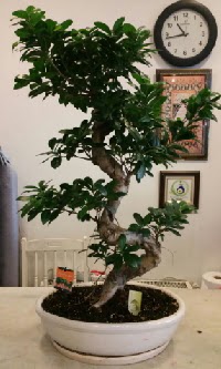 100 cm yksekliinde dev bonsai japon aac  Ankara ubuk Cumhuriyet Mah. iekiler