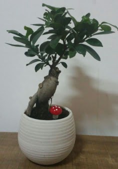 Bonsai japon aac saks iei  Ankara Akbayr Mah. ubuk iek gnder