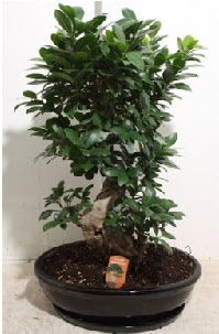 75 CM Ginseng bonsai Japon aac  Ankara ubuk Alck Mah. nternetten iek siparii 