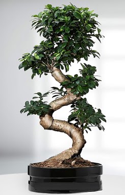 90 CM Japon Aac Bonsai saks iei  Ankara gvenli kaliteli hzl iek 