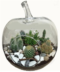 Terrarium tanzim elma camda 5 kakts  Ankara ubuk Fatih Mah. iek siparii sitesi 