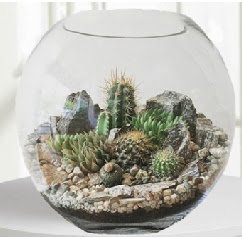 Cam fanus Terrarium 5 kakts  Ankara Yldrm Beyazt Mah. iek maazas , ieki adresleri 