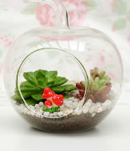 Kk elma terrarium 3 kakts  Ankara Barbaros mah ubuk online iek gnderme sipari 