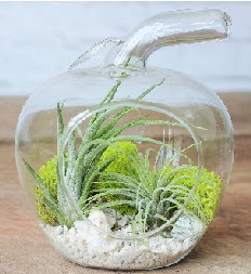 Elma terrarium kk boy 2 kakts  Ankara ubuk kipnar Mah. dn iekleri