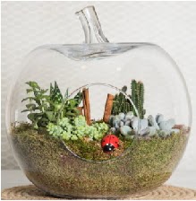 Elma terrarium orta boy 4 kakts  Ankara ubuk Fatih Mah. iek siparii sitesi 