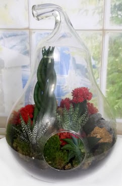 5 adet kakts orta boy armut terrarium  Ankara ubuk Fatih Mah. iek siparii sitesi 