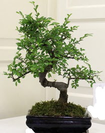 Bonsai saks iei  Ankara Cumhuriyet mah. ubuk 14 ubat sevgililer gn iek 