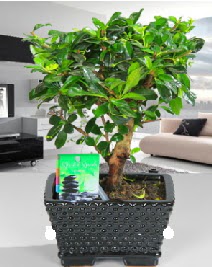 Bonsai japon aac saks bitkisi  Ankara Atatrk Mah. ubuk iek sat 