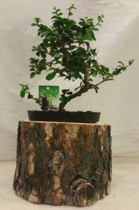 Doal ktk iinde bonsai japon aac  Ankara ubuk Cumhuriyet Mah. iekiler