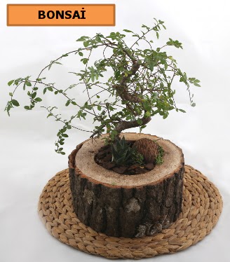 Doal aa ktk ierisinde bonsai bitkisi  Ankara Akbayr Mah. ubuk iek gnder