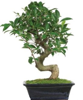 Bonsai saks bitkisi japon aac  Ankara yldrm beyazt Mah. ubuk iek siparii