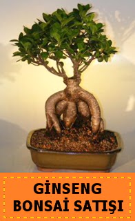 Ginseng bonsai sat japon aac  ubuk mamhseyin Mah. Ankara cicek , cicekci 