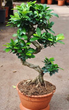 Orta boy bonsai saks bitkisi  Ankara ubuk kipnar Mah. dn iekleri