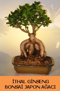 thal japon aac ginseng bonsai sat  Ankara ubuk Cumhuriyet Mah. iekiler