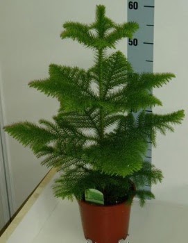 60 cm Salon am araucaria heterophylla  ubuk Atatrk mah Ankara iek gnderme