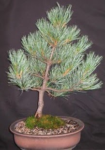 Bonsai am aac japon aac bitkisi  Ankara ubuk Fatih Mah. iek siparii sitesi 