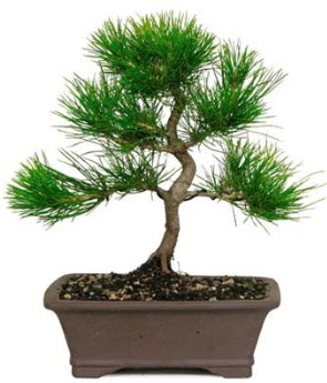 Bonsai am aac japon aac bitkisi  Ankara ubuk Gkedere Mah. iek sat 