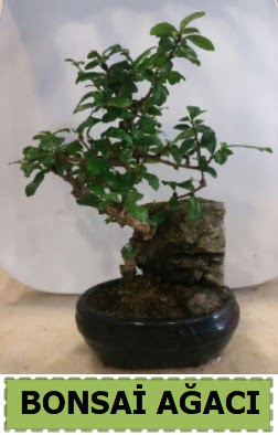 Bonsai aac japon aac sat  Ankara ubuk Alck Mah. nternetten iek siparii 