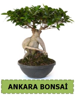 Bonsai sat  Ankara Atatrk Mah. ubuk iek sat 